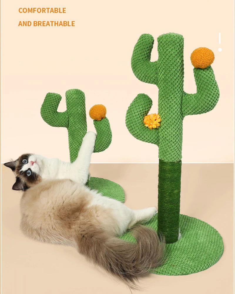 Krabpaal cactus
