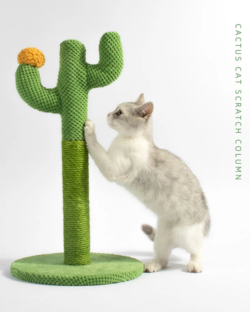 Krabpaal cactus